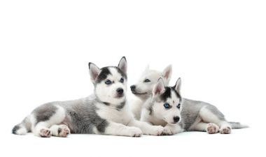 Sibirya husky yavrusu stüdyosu