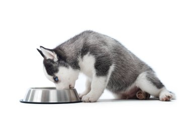 Husky yavrusu bir kaseden yemek