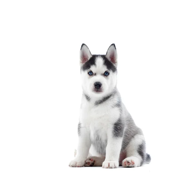 Ccute siberian husky pies z niebieskimi oczami i szare futerko. — Zdjęcie stockowe