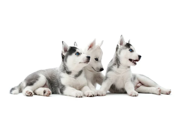 Cachorros cargados de perros husky siberianos jugando en el estudio . —  Fotos de Stock