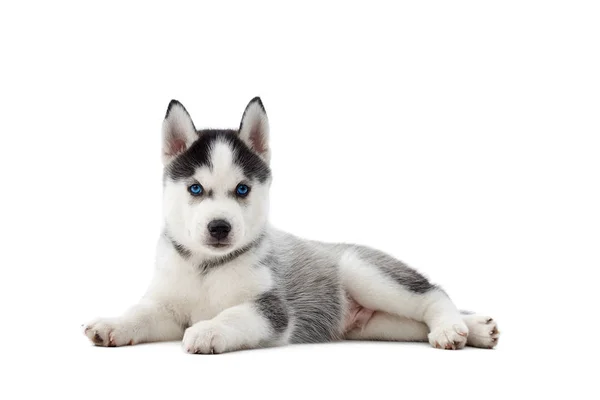 Szczenięta psów siberian husky o niebieskich oczach, leżąc na podłodze. — Zdjęcie stockowe