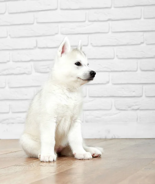 Siberian husky puppy at studio — Stock Photo, Image