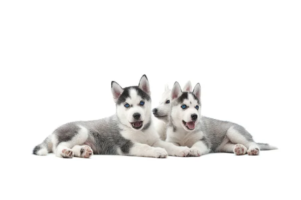 Siberian Husky hvalp i studiet - Stock-foto