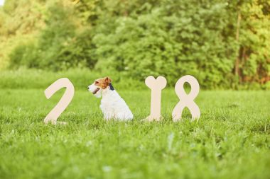 Çok güzel mutlu fox terrier köpek park 2018 yeni yıl greetin