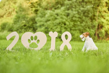 Çok güzel mutlu fox terrier köpek park 2018 yeni yıl greetin