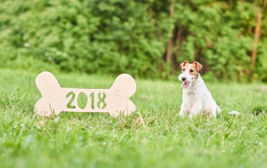 Çok güzel mutlu fox terrier köpek park 2018 yeni yıl greetin