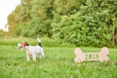 Çok güzel mutlu fox terrier köpek park 2018 yeni yıl greetin