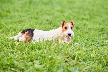 Çok güzel mutlu fox terrier köpek parkı