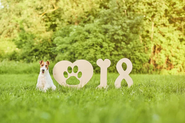 Çok güzel mutlu fox terrier köpek park 2018 yeni yıl greetin