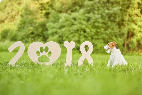 Çok güzel mutlu fox terrier köpek park 2018 yeni yıl greetin