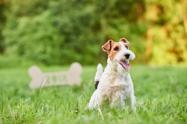 Adorável cão terrier raposa feliz no parque 2018 greetin ano novo — Fotografia de Stock