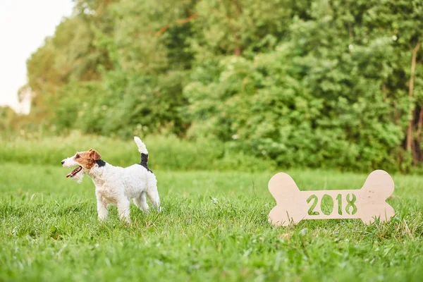 Adorable happy fox terrier dog at the park 2018 new year greetin