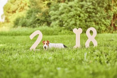 Çok güzel mutlu fox terrier köpek park 2018 yeni yıl greetin