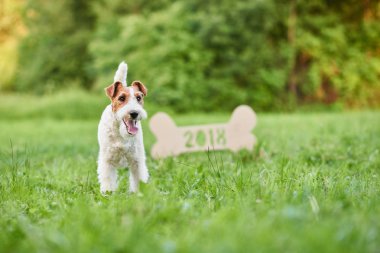 Çok güzel mutlu fox terrier köpek park 2018 yeni yıl greetin