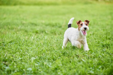 Çok güzel mutlu fox terrier köpek parkı