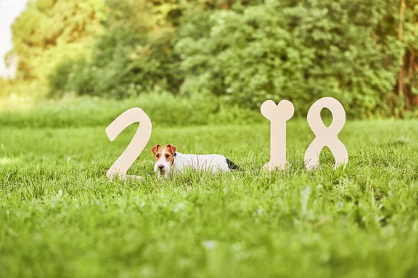 Çok güzel mutlu fox terrier köpek park 2018 yeni yıl greetin