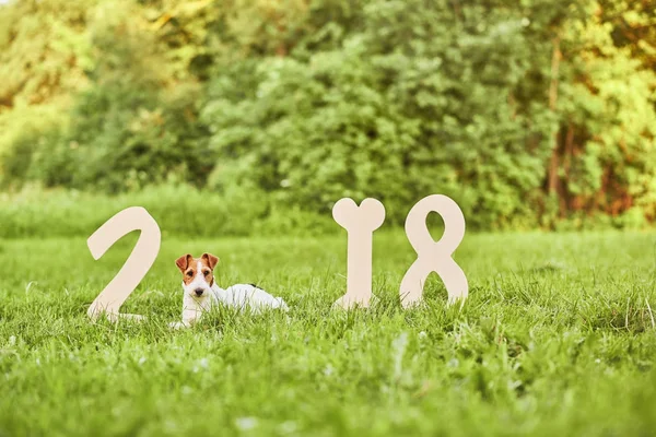 Adorable perro zorro terrier feliz en el parque 2018 nuevo año greetin —  Fotos de Stock