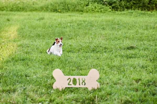 Çok güzel mutlu fox terrier köpek park 2018 yeni yıl greetin