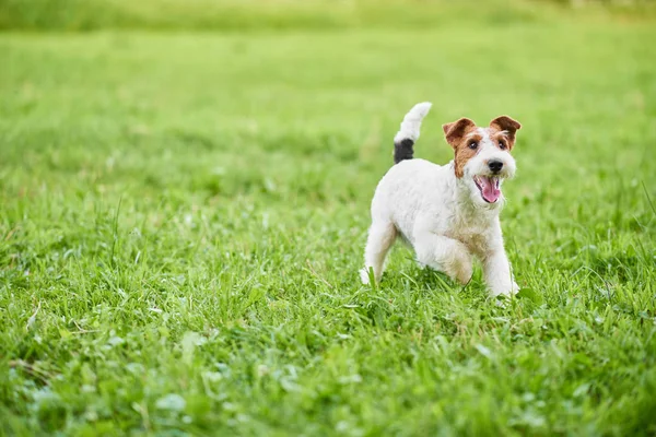 Çok güzel mutlu fox terrier köpek parkı