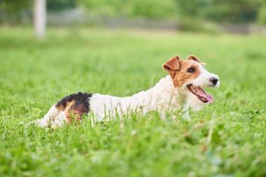 Çok güzel mutlu fox terrier köpek parkı