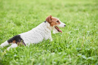 Çok güzel mutlu fox terrier köpek parkı