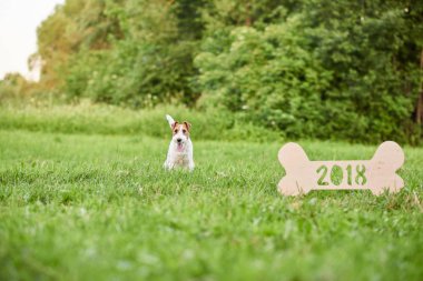 Çok güzel mutlu fox terrier köpek park 2018 yeni yıl greetin