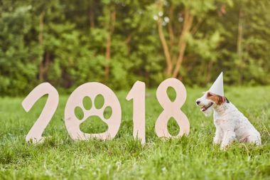 Çok güzel mutlu fox terrier köpek park 2018 yeni yıl greetin