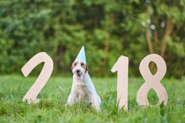 Çok güzel mutlu fox terrier köpek park 2018 yeni yıl greetin