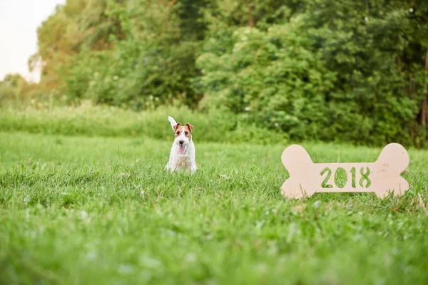 Çok güzel mutlu fox terrier köpek park 2018 yeni yıl greetin