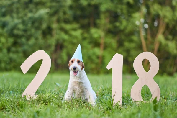 Чарівна щаслива собака лисиця-тер'єр в парку 2018 новий рік Грітин — стокове фото