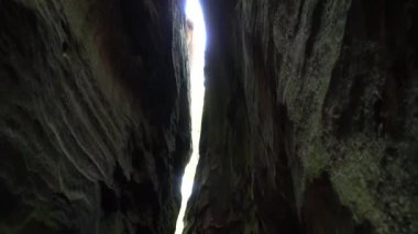 Ortaçağ savaşçı ormanda