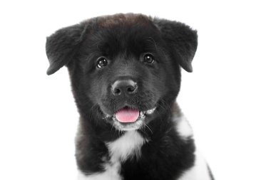 Bir güzel kabarık Amerikan s akita köpek yavrusu kameraya beyaz bir arka plan üzerinde görünüyor.