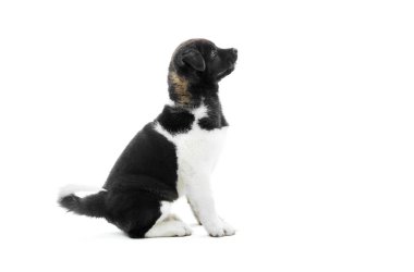 En güzel siyah beyaz Amerikan akita s yavru köpekti.