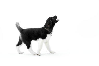 Amerikan s akita siyah beyaz köpek havlayan