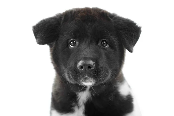 검은 솜 털 미국의 s 아키타 강아지는 카메라에서 보이는. — 스톡 사진