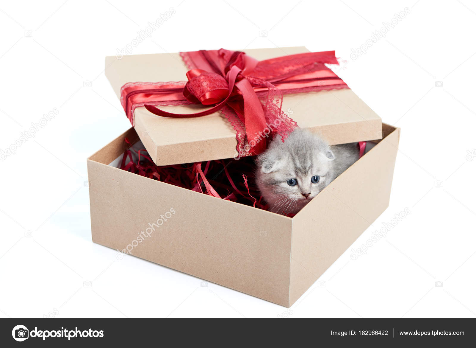 Little Grey Adorable Kitten Looking Out Of Decorated Birthday Box Being A Cute Present For Someone Small Gray Funny Charming Kittycat Amusing Playful Little Grey Adorable Kitten Looking Out Of Decorated Birthday Box Being A Cute Present For Someone Small Gray Funny Charming Kittycat Amusing Playful