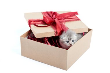 Küçük gri çok güzel kedi dışarı arayan birisi için sevimli bir hediye olmak doğum günü kutusu dekore edilmiş.