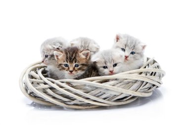 Small newborn fluffy adorable kittens sitting together in white wicker wreath isolated on white background in photo studio clipart