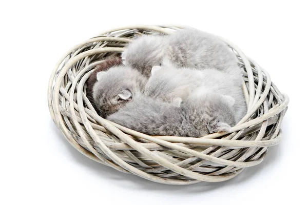 Kleine neugeborene graue flauschige entzückende Kätzchen schlafen zusammen in weißem Weidenkranz in weißem Fotostudio — Stockfoto