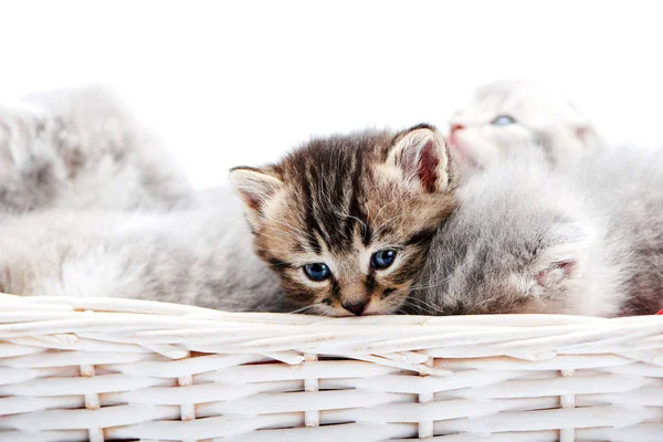 Kleine braun gestreifte flauschige blauäugige Kätzchen sitzen zwischen anderen niedlichen grauen Kätzchen in weißem Weidenkorb, während sie für Fotosets posieren. — Stockfoto