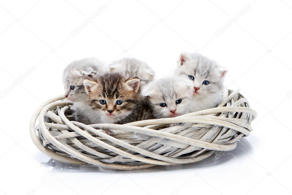 Small newborn fluffy adorable kittens sitting together in white wicker wreath isolated on white background in photo studio
