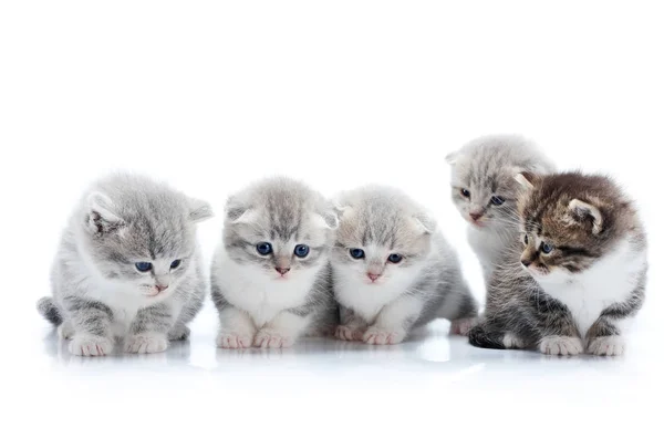 Quatro pequenos gatinhos cinzentos adoráveis e um gatinho curioso marrom escuro estão olhando um para o outro sendo interessados e ansiosos enquanto posam durante o photoset no estúdio de fotos branco — Fotografia de Stock