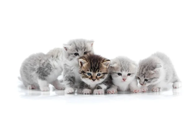 Cuatro pequeños gatitos grises lindos y un gatito marrón oscuro posan en un estudio fotográfico blanco ansiosos y curiosos sobre los alrededores —  Fotos de Stock