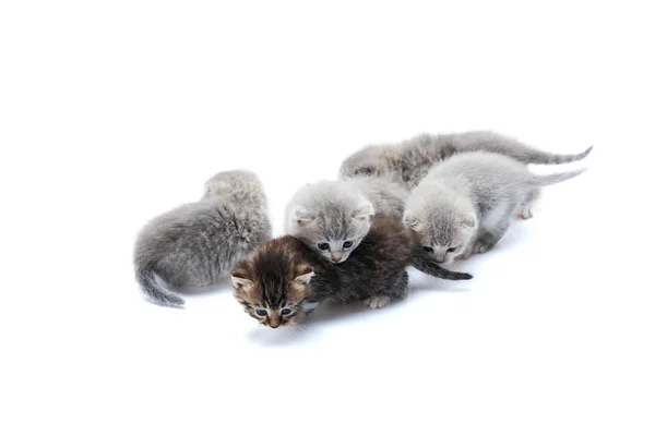 Birbirleri ile fotoğraf Studio beyaz arka plan üzerinde oynarken beş küçük şirin yavru kedi — Stok fotoğraf