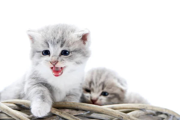 Beyaz hasır çelenk ile diğer sevimli kitties otururken meowing küçük gri tüylü yavru kedi — Stok fotoğraf