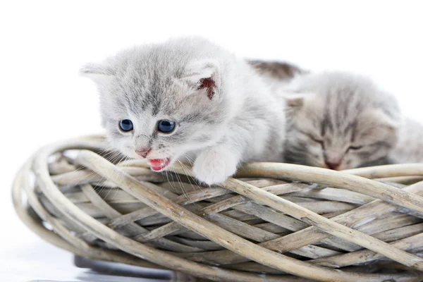 Küçük tüylü gri komik yavru kedi meowing ve beyaz hasır çelenk ile birlikte diğer sevimli kitties otururken aşağı bakıyor — Stok fotoğraf