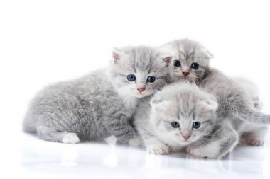 Süre birlikte oynayan ve çevrelerindeki dünyayı keşfetmek için kamera seyir newborn gri tüylü yavru kedi.