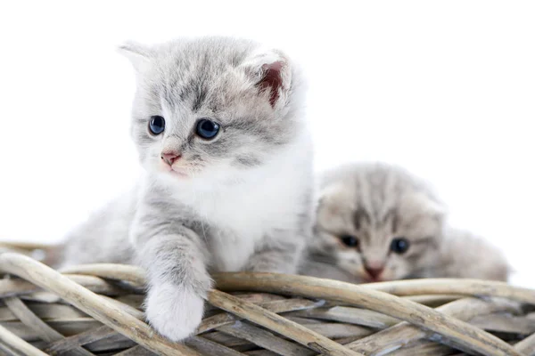 Little grey fluffy kitten being curious and serious while exploring surrounding and sitting together with other funny cute kitties in white wicker wreath. — Stock Photo, Image