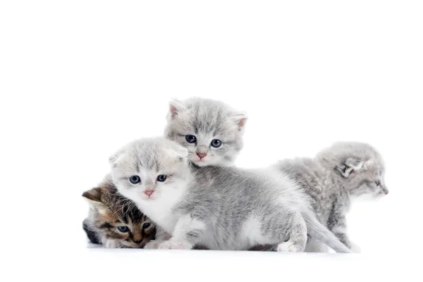 Grey blue-eyed little fluffy kittens playing and jumping on one another, one looking to the sid — Stock Photo, Image