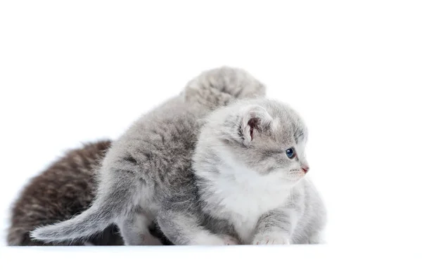 Gatitos grises de ojos azules jugando y saltando uno sobre el otro, uno mirando hacia un lado — Foto de Stock